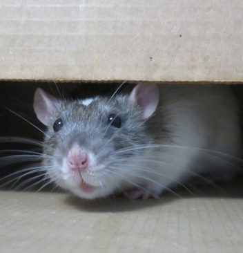 La dératisation : un guide complet pour éliminer les rats et les souris